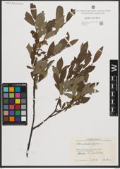 Foto von Salix phylicifolia L.